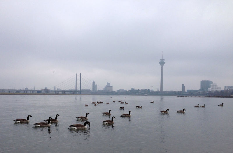 Birds in river with cityscape in background