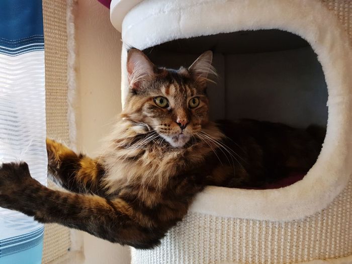 Portrait of a cat resting
