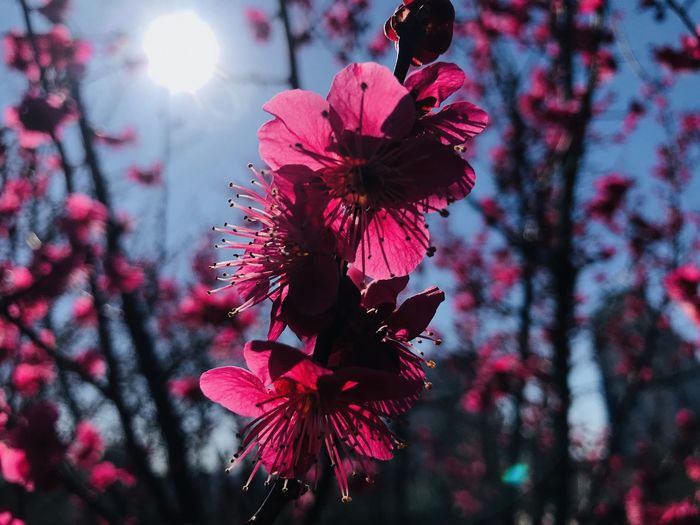 Low angle view of pink cherry blossoms