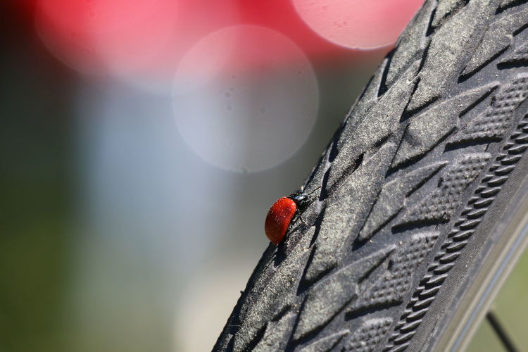 Close-up of ladybug on plant