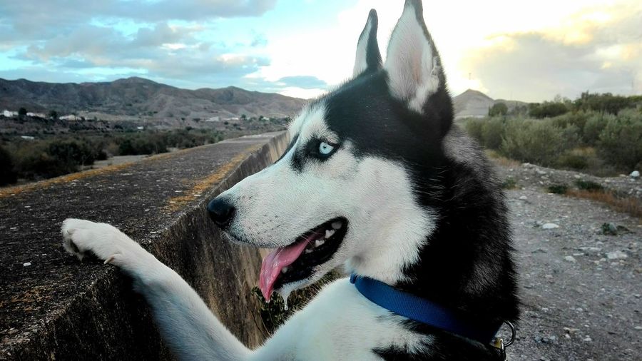 Close-up of siberian husky rearing up on retaining wall at mountain against sky