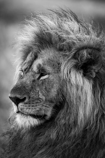 Mono close-up of head of male lion