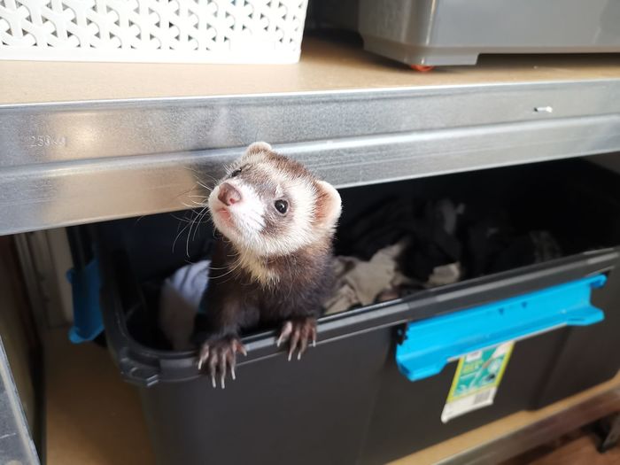 High angle portrait of ferret inside a plastic box
