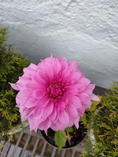 High angle view of pink flower on plant