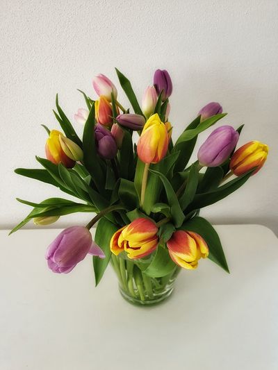 Close-up of pink tulips in vase against white background