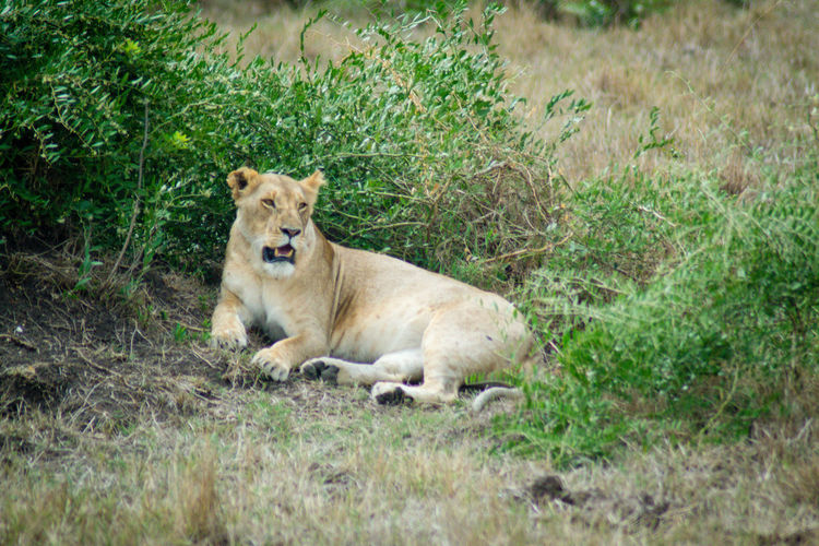 View of lion relaxing on grassy field