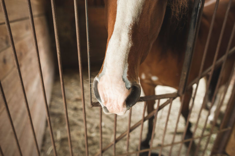 Close-up of horse standing in stable