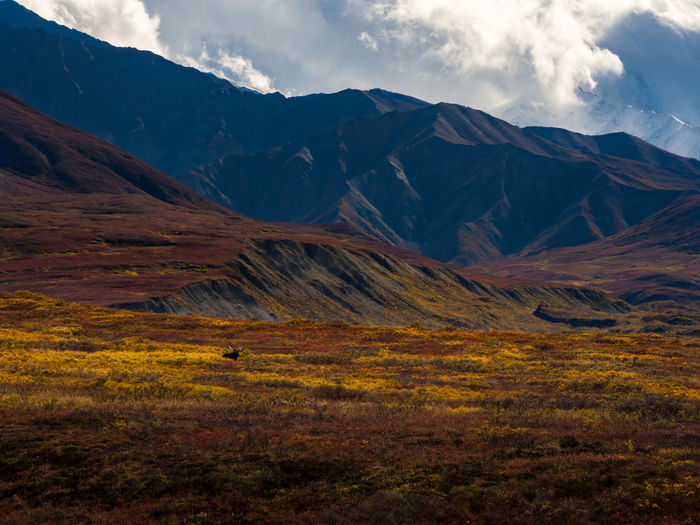 A moose standing in the colorful autumn tundra of denali national park, alaska.
