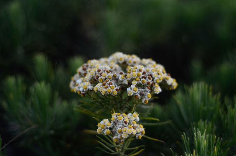 Beautiful tropical edelweiss flowers in bromo tengger semeru national park