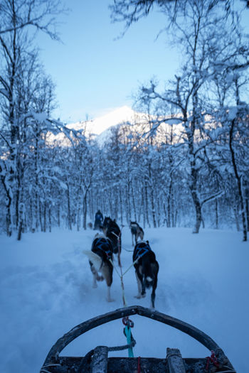 Dogs pulling sled in norwegian forest. point of view. vertical.
