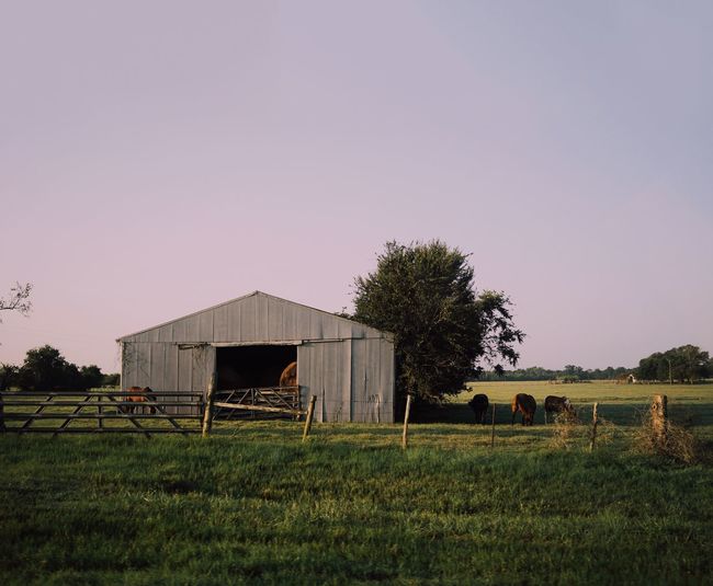 View of grassy field against clear sky
