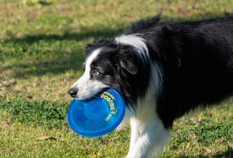 Close-up of dog with ball on field