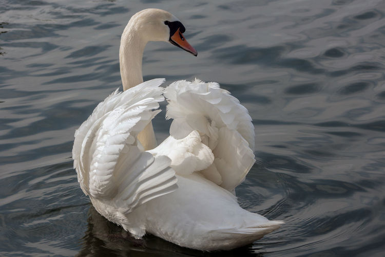 The beauty of a swan in a dance during a love period