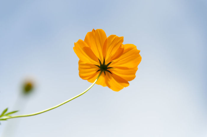 CLOSE-UP OF YELLOW COSMOS FLOWER BLOOMING AGAINST SKY