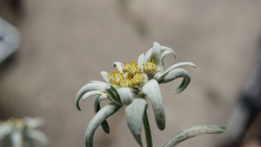 Close-up of flower plant outdoors