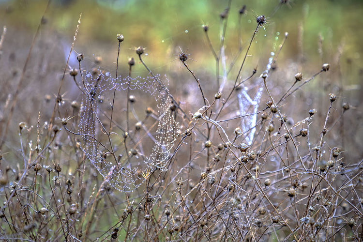Close-up of wet plants on field