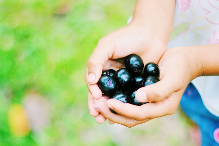 View of child holding jamun in cupped hands