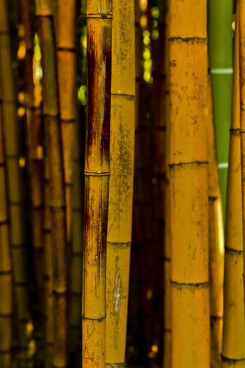 Detail shot of bamboo plant