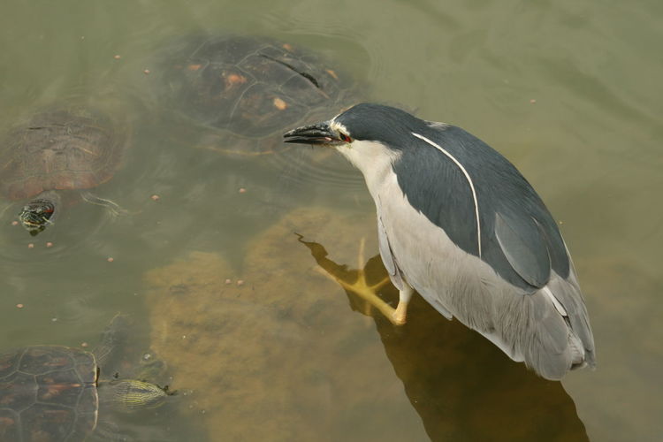 Close-up of fish in lake