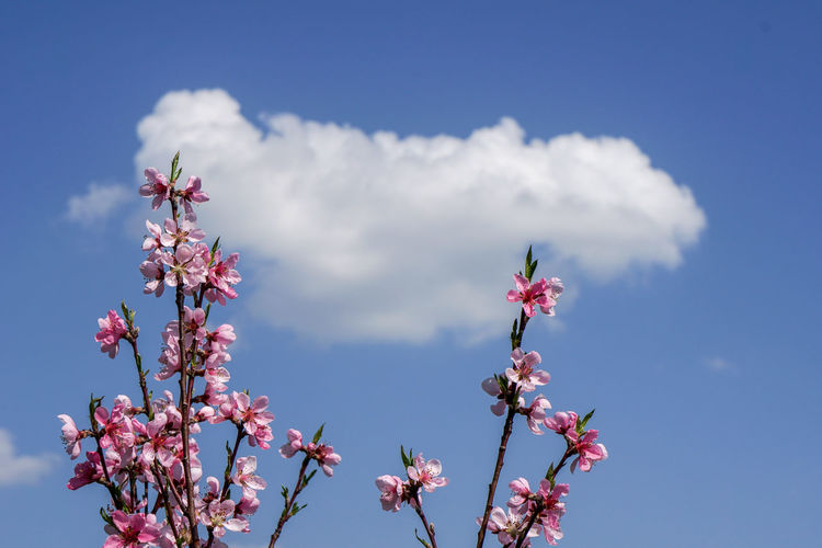 Low angle view of pink flowering plant against sky