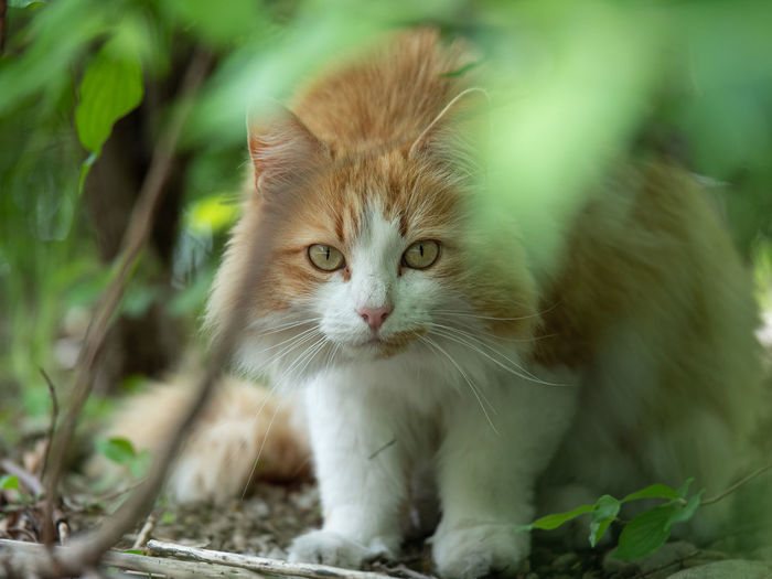 Portrait of cat by plant outdoors