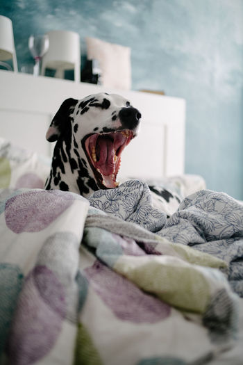 Close-up of dog yawning while lying on bed at home