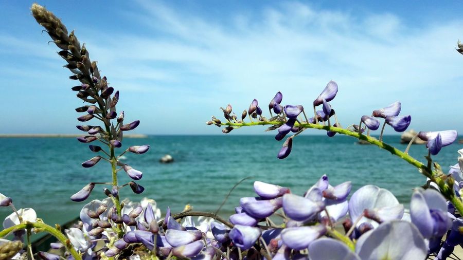 Close-up of purple flowering plants by sea against sky