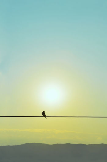 Silhouette of swallow standning on a wire at the morning september sun