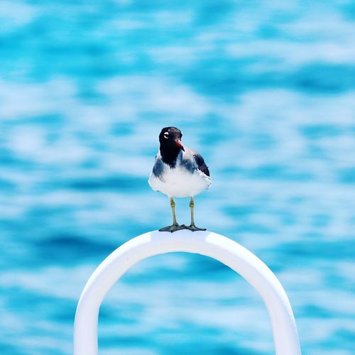 Close-up of bird perching against sea