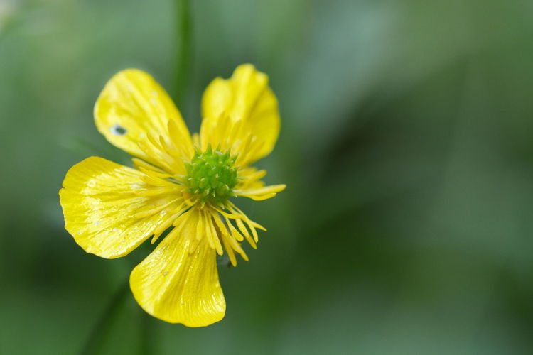 Close-up of yellow flowering plant