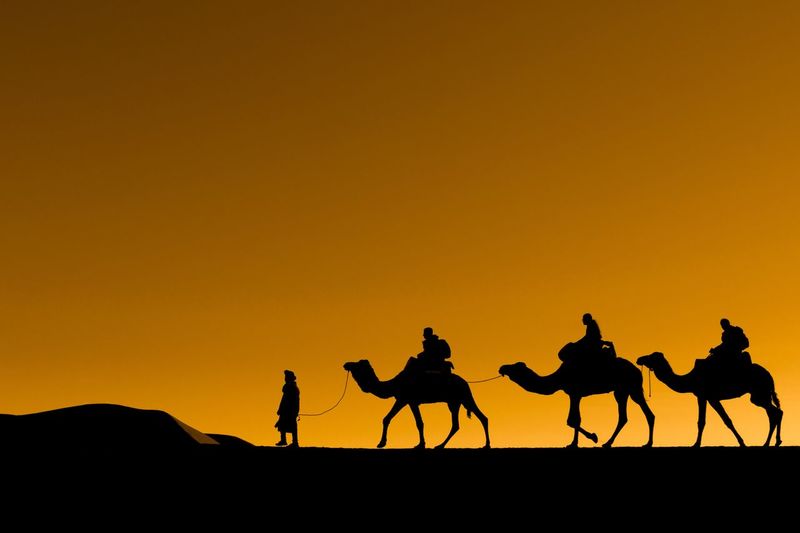 Trekking through the sahara desert at sunset by berber guide on dunes with camels and tourists.