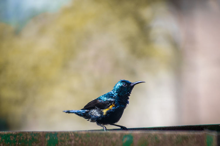 Close-up of sunbird perching on railing
