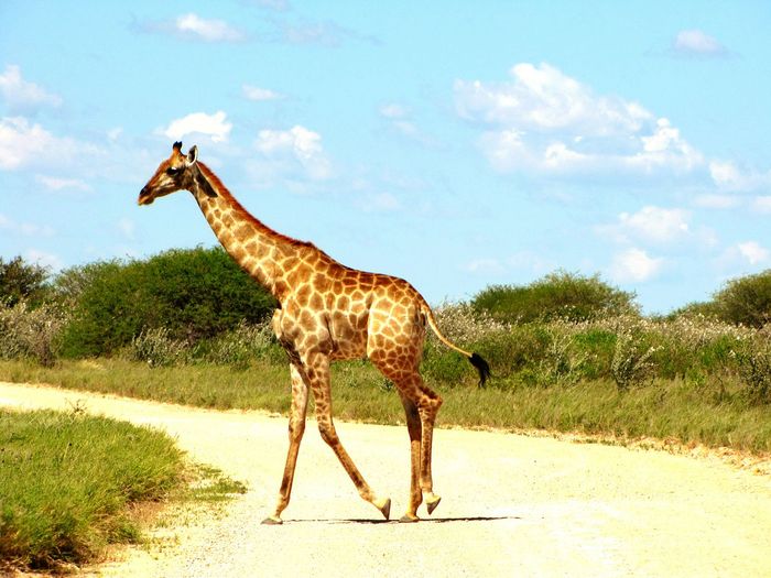Giraffe standing on tree against sky