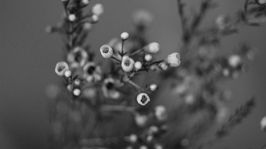 Close-up of wet plant