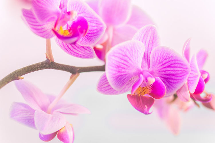 Close-up of pink orchids against white background