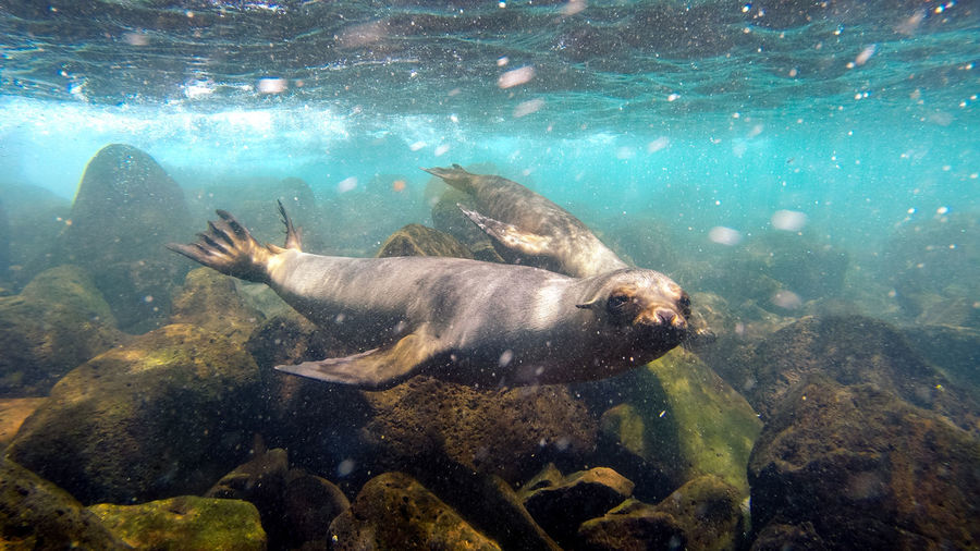 Friendly sea lion swimming near some rocks at floreana in galapagos islands
