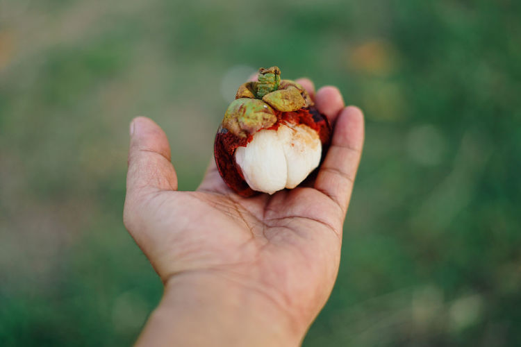 Hand holding fresh mangosteen