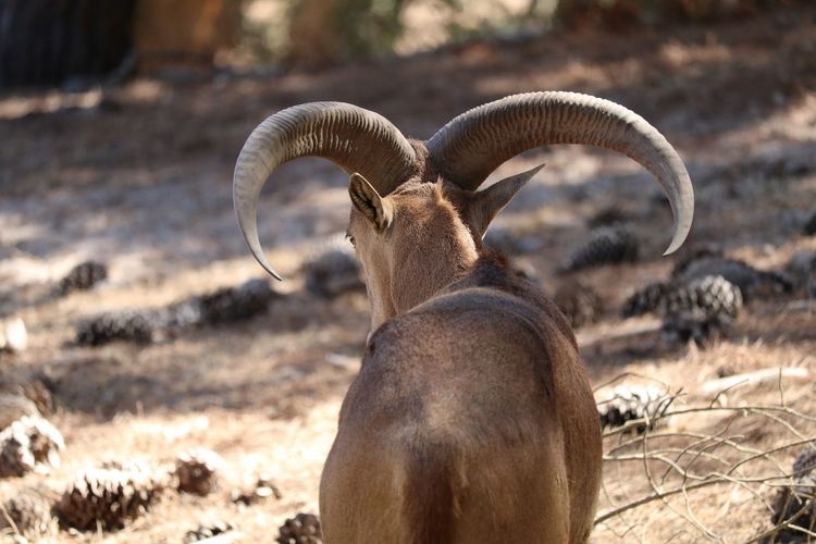 Rear view of barbary sheep standing on field