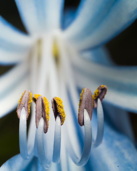Extreme close-up of blue flower