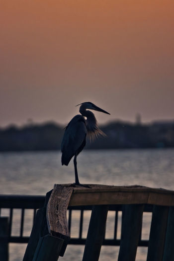 Bird perching on railing against bay during sunset