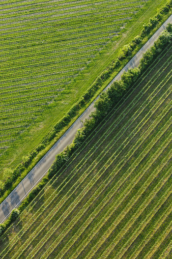 Aerial view of street amidst vineyards
