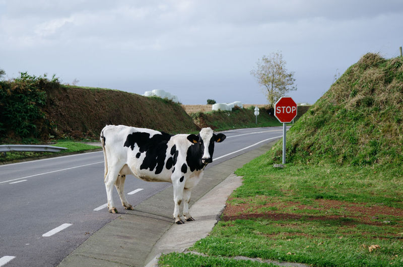 Cow standing on road against sky