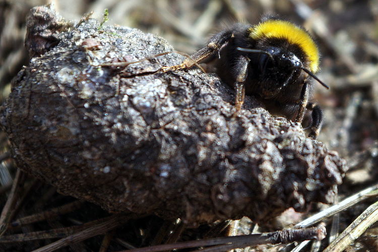 Close-up of bumblebee on pine cone