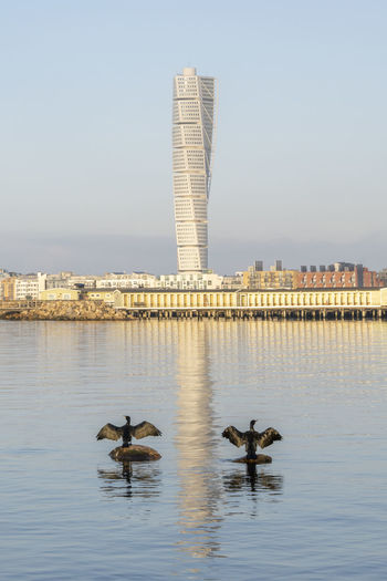 Sweden, skane county, malmo, two cormorants standing on stones on shore of sound strait with turning torso skyscraper in background