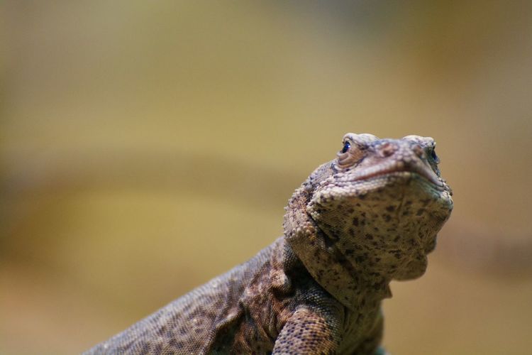 Close-up of a lizard looking away