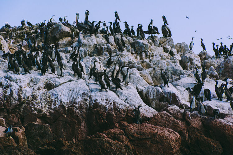 Scenic view of bird colony on rocks against sky