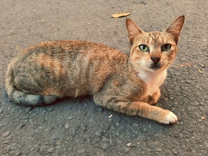 Portrait of tabby cat lying in city