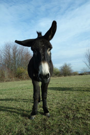 Portrait of donkey standing on field