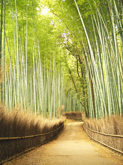 Footpath amidst bamboo trees in forest