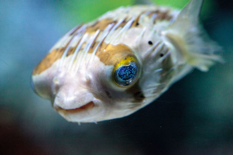 Spiny porcupinefish diodon holocanthus has eyes that sparkle with blue flecks and skin with spines. 
